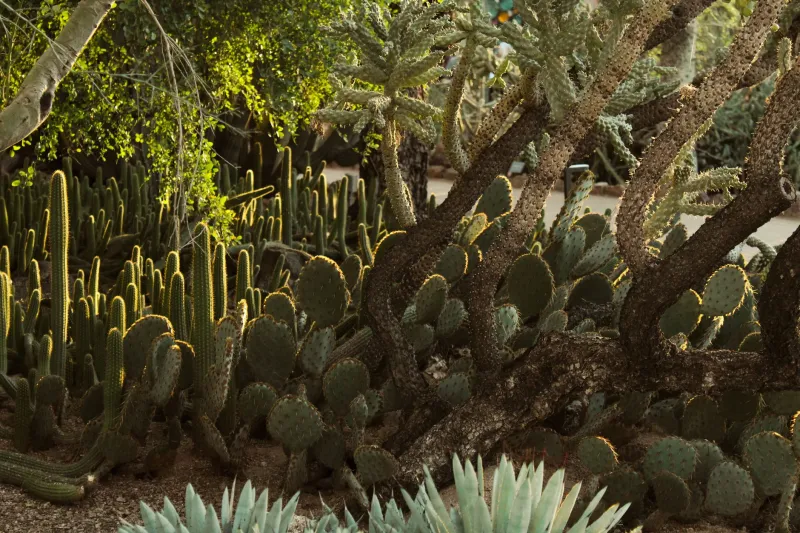 Roots, Blooms, and Business: How Professional Botanical Photography Is Transforming Arizona's Landscape Design Industry