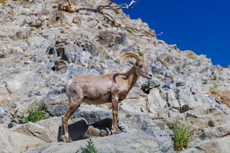 Patience, Ethics, and Precision: A Professional's Approach to Photographing Arizona's Wild Inhabitants